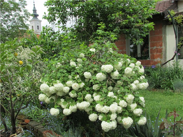 viburnum